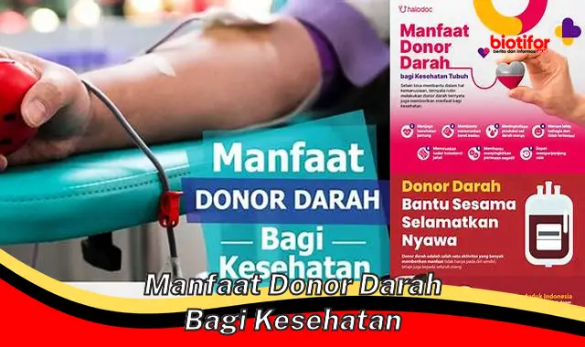 Temukan Manfaat Mencengangkan Donor Darah yang Jarang Diketahui