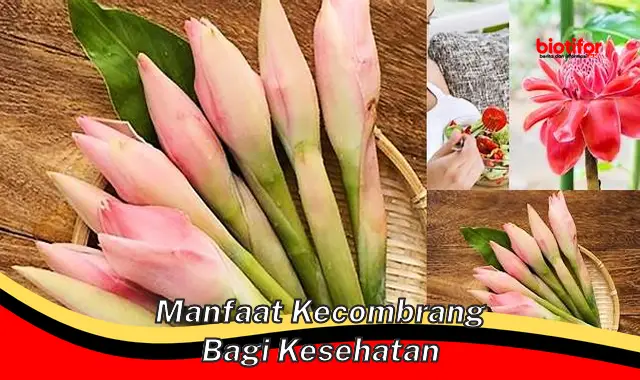 Temukan 5 Manfaat Kecombrang Bagi Kesehatan yang Jarang Diketahui