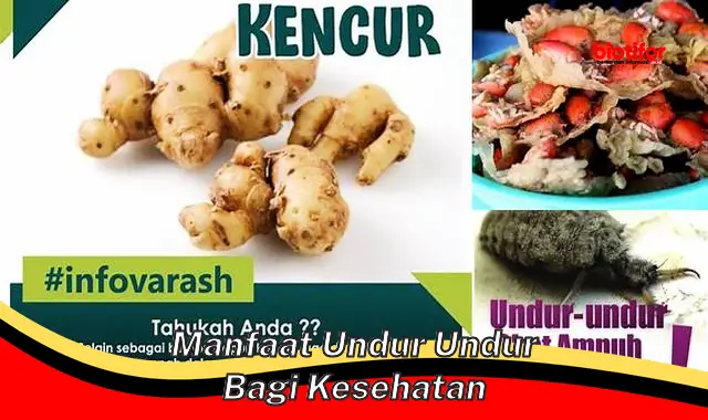 Temukan Manfaat Mengejutkan dari Undur Undur Bagi Kesehatan Anda!