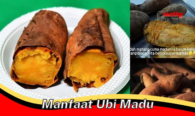 Temukan 5 Manfaat Ubi Madu untuk Kesehatan yang Jarang Diketahui