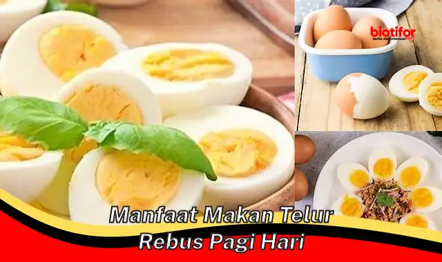 Temukan Manfaat Makan Telur Rebus Pagi Hari yang Jarang Diketahui