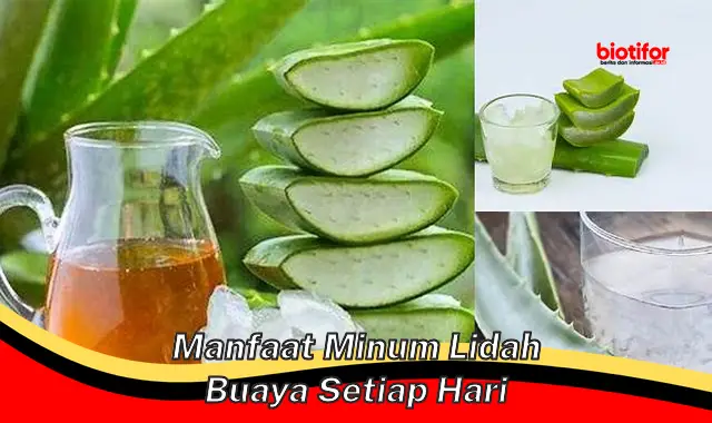 Ungkap 5 Khasiat Minum Lidah Buaya Setiap Hari yang Jarang Diketahui