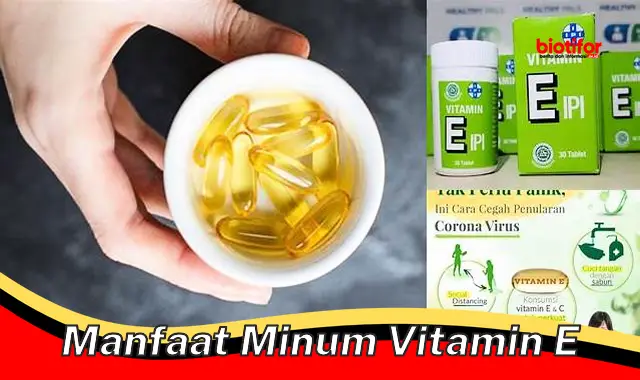 manfaat minum vitamin e manfaat minum vitamin e