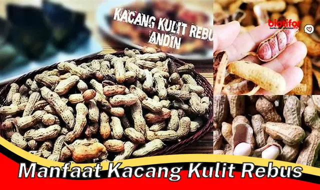 Temukan Manfaat Kacang Kulit Rebus yang Jarang Diketahui!