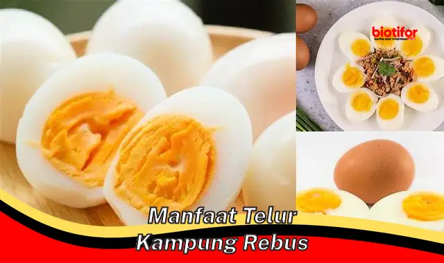 Temukan Manfaat Telur Kampung Rebus yang Jarang Diketahui