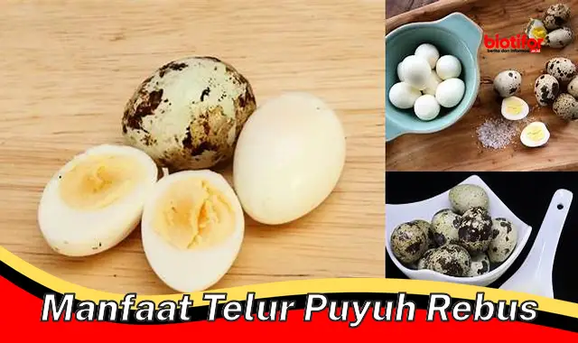 Temukan Khasiat Telur Puyuh Rebus Jarang Diketahui