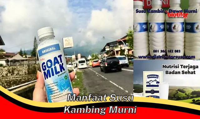 Temukan Manfaat Susu Kambing Murni yang Jarang Diketahui