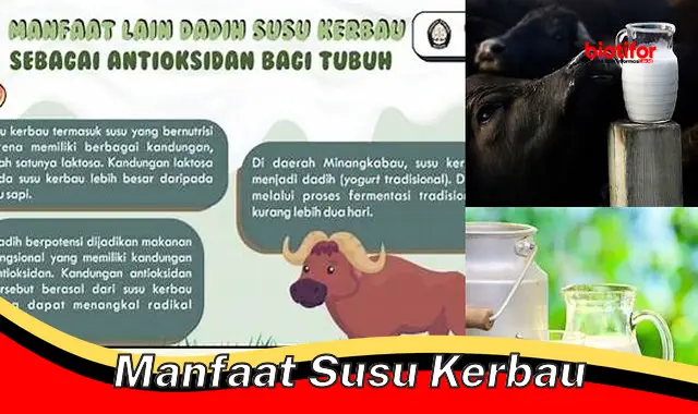 Temukan Manfaat Susu Kerbau yang Jarang Diketahui