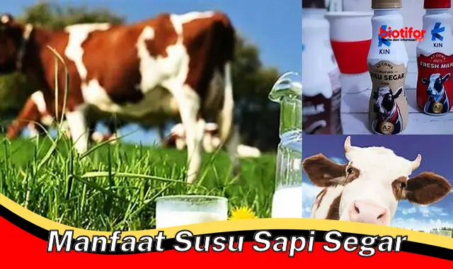 Temukan 5 Manfaat Susu Sapi Segar yang Jarang Diketahui