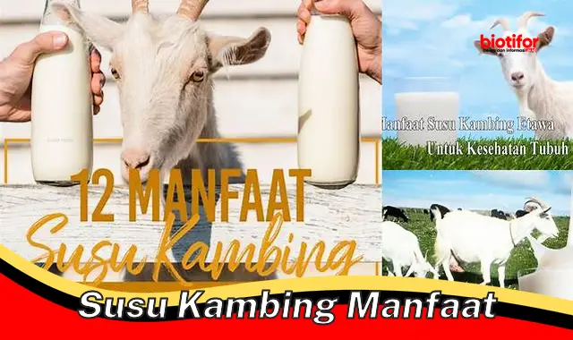 Temukan Rahasia Susu Kambing yang Jarang Diketahui