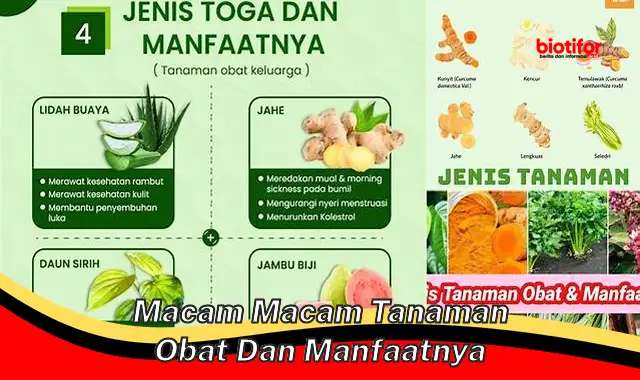 Temukan Beragam Tanaman Obat dan Manfaatnya yang Jarang Diketahui