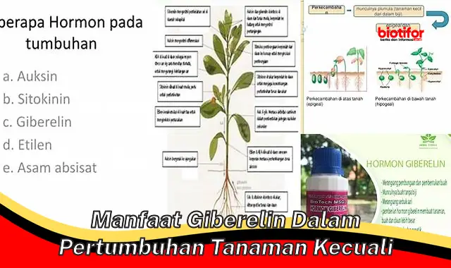 Manfaat Giberelin untuk Pertumbuhan Tanaman yang Jarang Diketahui