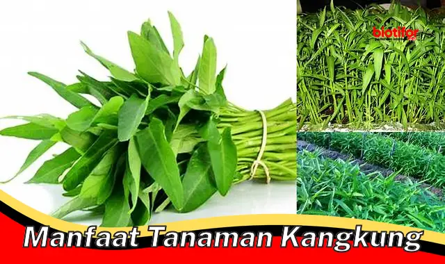 Temukan Manfaat Tanaman Kangkung yang Jarang Diketahui