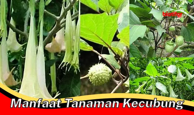 Temukan Manfaat Tanaman Kecubung yang Jarang Diketahui