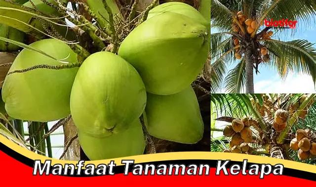 Temukan Manfaat Pohon Kelapa yang Belum Diketahui