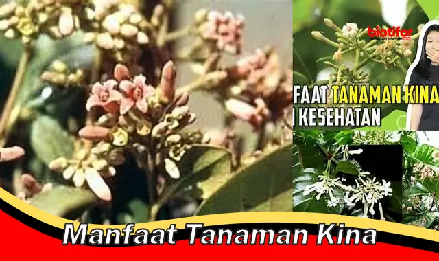 Temukan Manfaat Tanaman Kina yang Jarang Diketahui