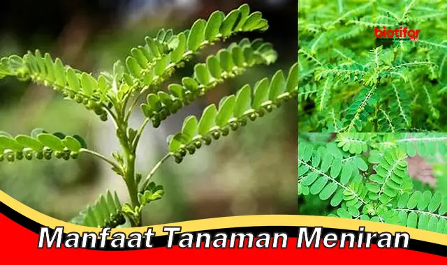 Temukan Manfaat Tanaman Meniran yang Jarang Diketahui