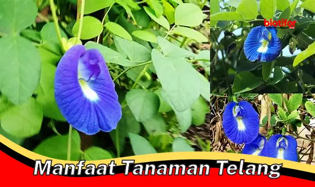 Temukan Manfaat Tanaman Telang yang Jarang Diketahui, Anda Perlu Tahu!