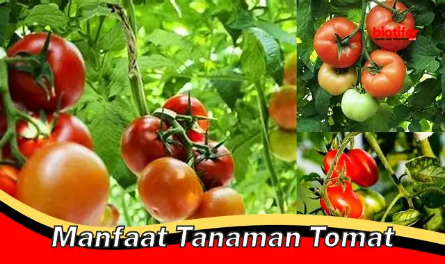 Temukan 5 Manfaat Tanaman Tomat yang Jarang Diketahui