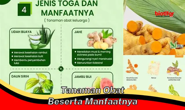 Temukan Khasiat Tanaman Obat yang Anda Butuhkan