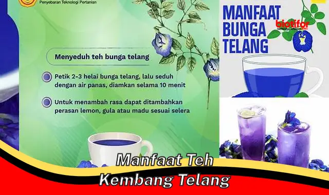 Temukan Khasiat Teh Kembang Telang yang Jarang Diketahui