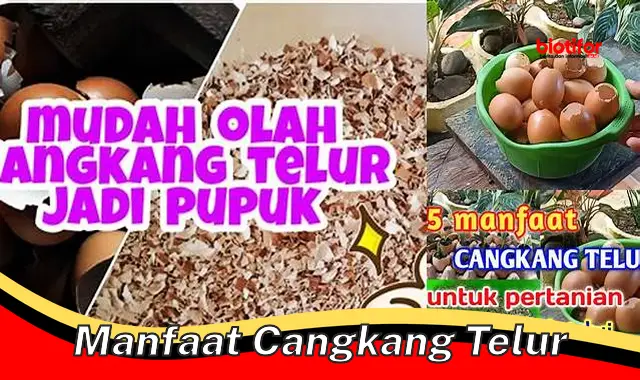 Temukan Manfaat Cangkang Telur yang Jarang Diketahui