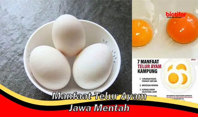 Temukan Manfaat Rahasia Telur Ayam Kampung Mentah yang Jarang Diketahui