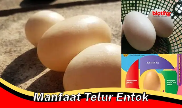 Temukan Manfaat Tersembunyi Telur Itik yang Jarang Diketahui