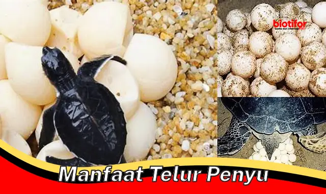 Temukan Manfaat Telur Penyu yang Jarang Diketahui