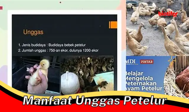 Temukan Manfaat Tersembunyi Unggas Petelur Yang Jarang Diketahui