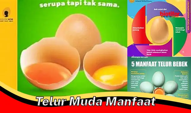 Temukan Manfaat Telur Muda yang Jarang Diketahui
