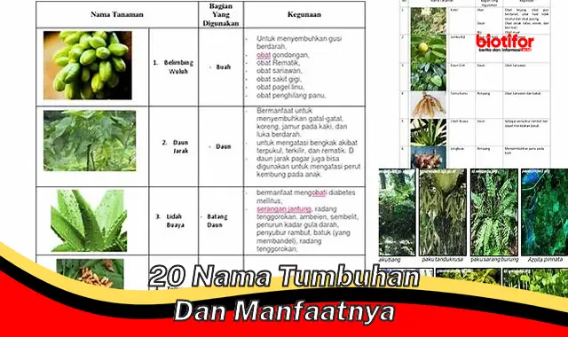 Unveil 20 Nama Tumbuhan dan Khasiatnya yang Jarang Diketahui