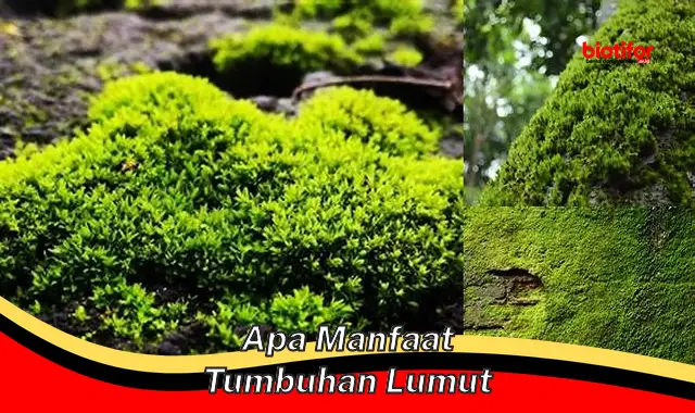 Temukan Rahasia Manfaat Lumut, Dijamin Mengejutkan!