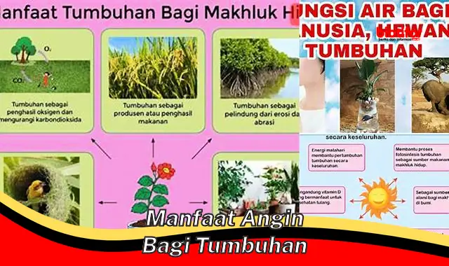 Temukan Manfaat Angin Bagi Tumbuhan yang Jarang Diketahui