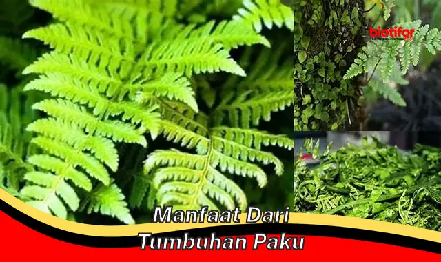 Temukan Manfaat Tumbuhan Paku yang Perlu Kamu Ketahui