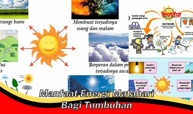 Temukan Manfaat Energi Matahari Bagi Tumbuhan yang Jarang Diketahui