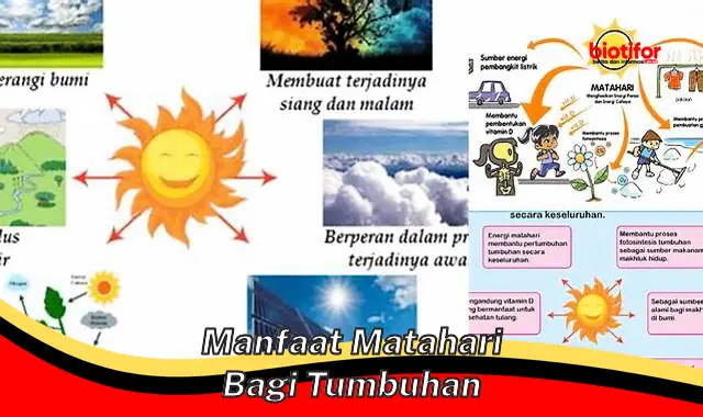 Temukan Manfaat Matahari yang Jarang Diketahui bagi Tumbuhan