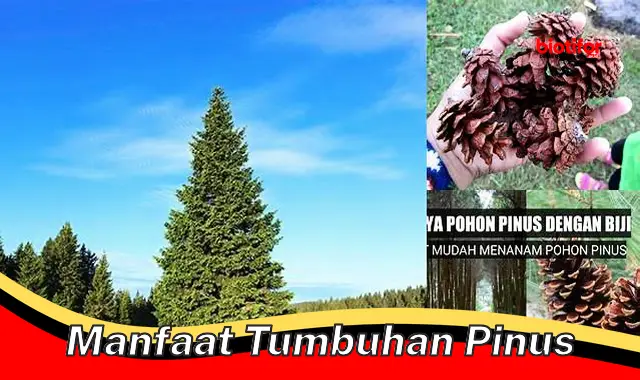 Temukan Manfaat Tumbuhan Pinus yang Jarang Diketahui