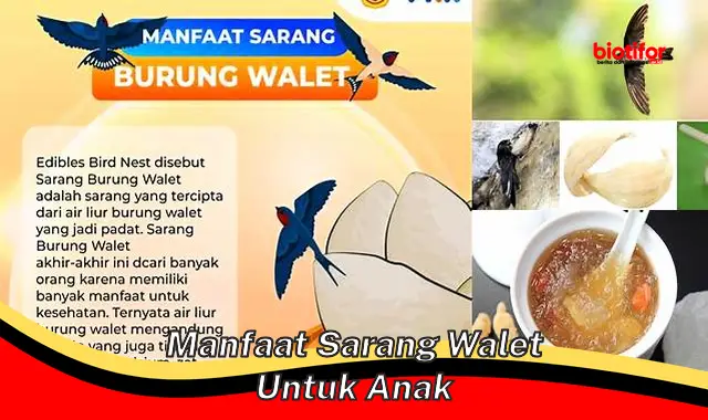 Temukan Manfaat Sarang Burung Walet untuk Anak yang Jarang Diketahui