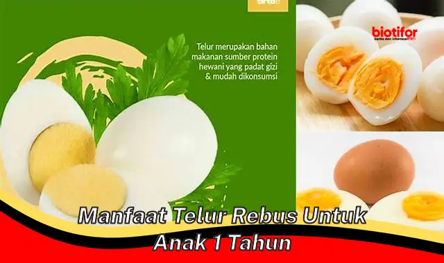 Temukan Manfaat Telur Rebus untuk Anak 1 Tahun yang Perlu Anda Ketahui