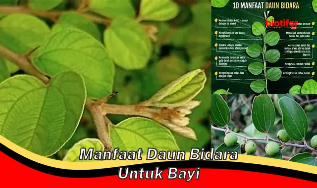 Temukan 5 Rahasia Daun Bidara untuk Si Kecil yang Jarang Diketahui