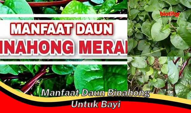 Temukan Manfaat Daun Binahong untuk Bayi, Anda Perlu Tahu!