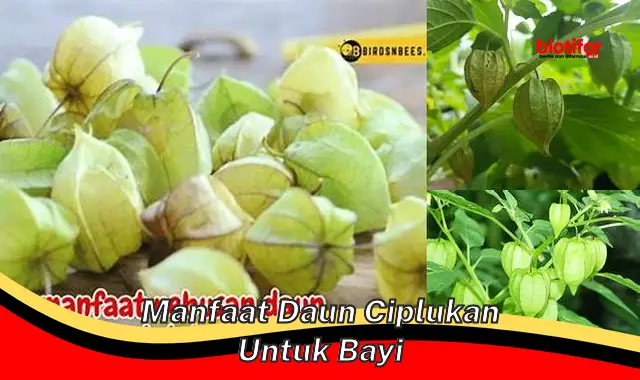 Temukan Khasiat Jarang Diketahui Daun Ciplukan untuk Buah Hati Anda