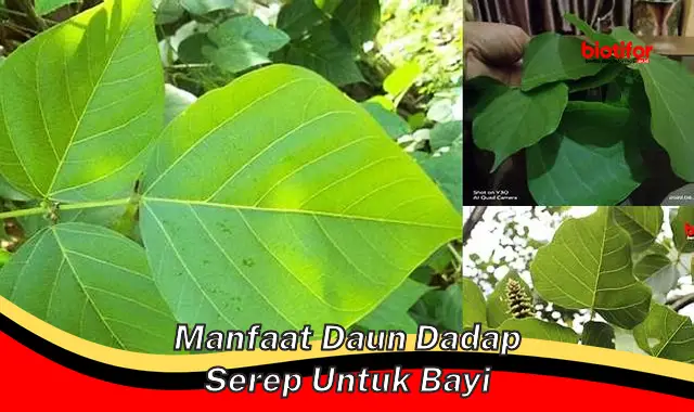 Temukan 5 Khasiat Daun Dadap untuk Bayi yang Perlu Anda Tahu