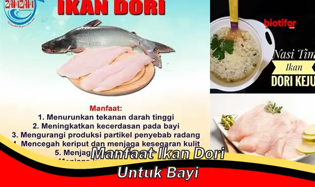 Temukan 5 Khasiat Ikan Dori untuk Bayi yang Jarang Diketahui