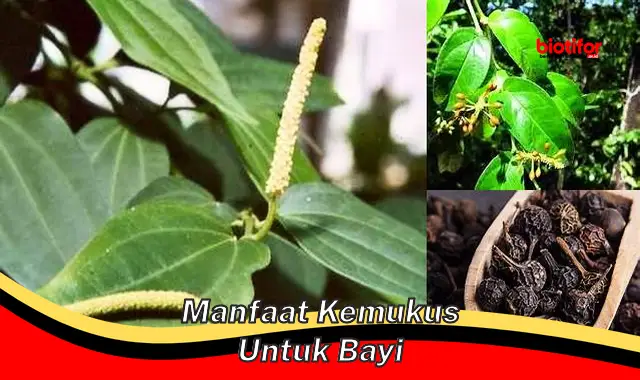 Temukan Segudang Manfaat Daun Kemukus untuk Bayi, Temuan Langka yang Harus Anda Ketahui!