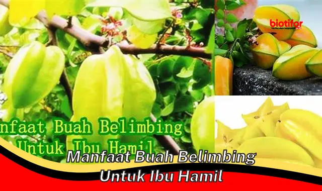 Temukan Manfaat Buah Belimbing untuk Ibu Hamil yang Jarang Diketahui