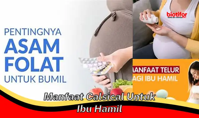 manfaat calsical untuk ibu hamil manfaat calsical untuk ibu hamil