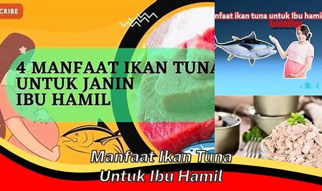 manfaat ikan tuna untuk ibu hamil manfaat ikan tuna untuk ibu hamil