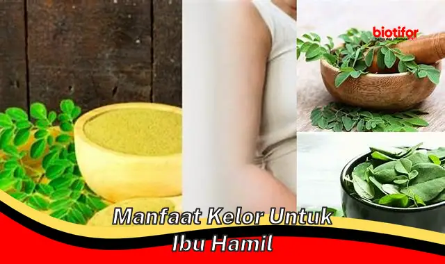 manfaat kelor untuk ibu hamil manfaat kelor untuk ibu hamil